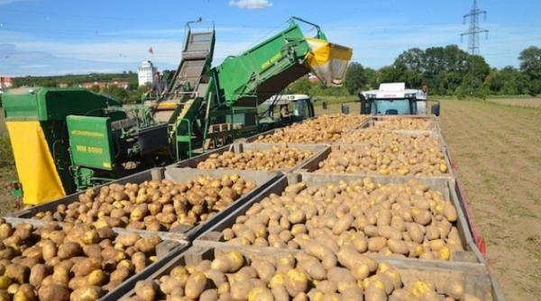 romania loc neonorabil la produc ia de cartofi