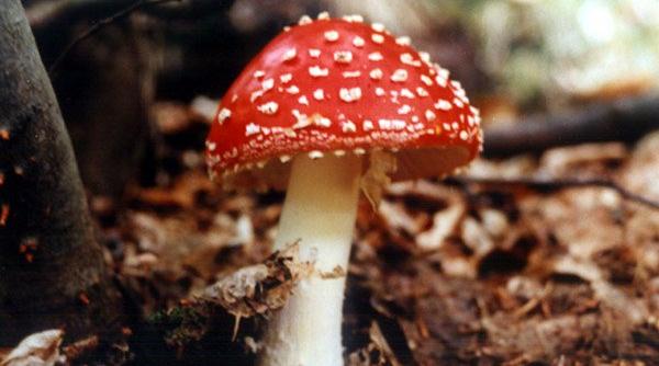 descoperire uimitoare o ciuperca foarte puternica