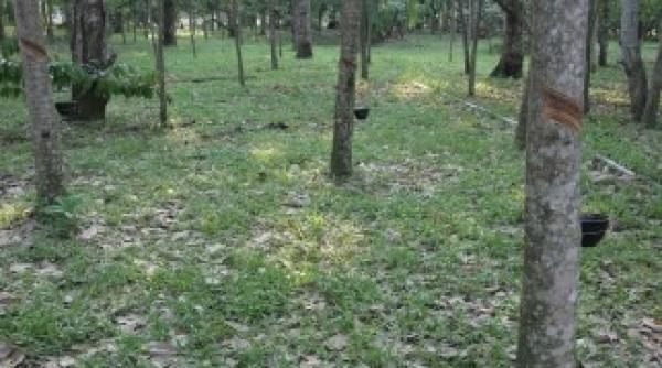 luna plantarii arborilor ca i puie i vor fi planta i