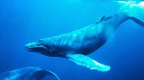 japonia ucide alte 300 de balene in vanatoarea anuala pentru cercetare ecologica