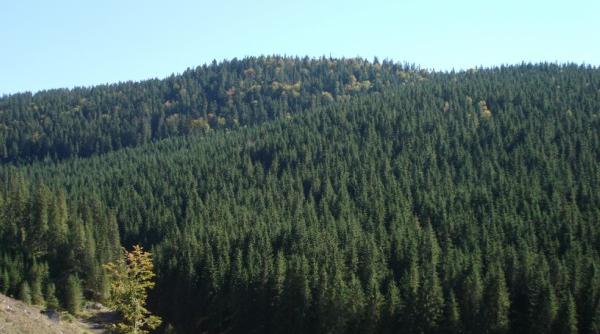 confiscari pentru taierea ilegala de paduri unde s au furat arbori i cum au fost prin i ho ii