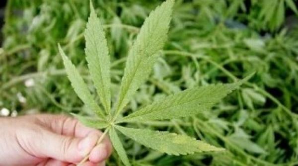 canabisul in farmacii in scop recreativ prima ara din lume