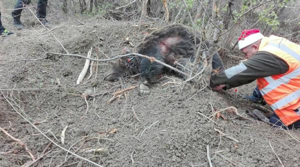 incident neplacut cu un pui de urs la buzau jandarmeria a intervenit