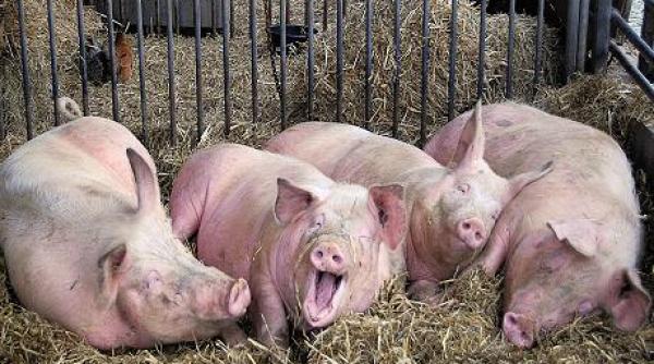 programul carne de porc din fermele romanesti votat in senat