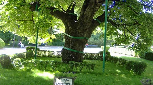 teiul lui eminescu de la ia i doborat