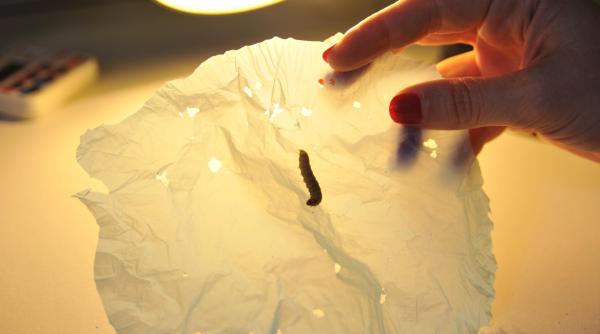 oamenii de tiin a au gasit solu ia pentru poluarea cu pungile de plastic