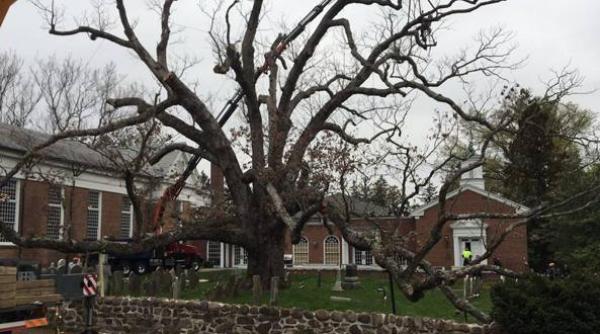 a murit cel mai batran copac