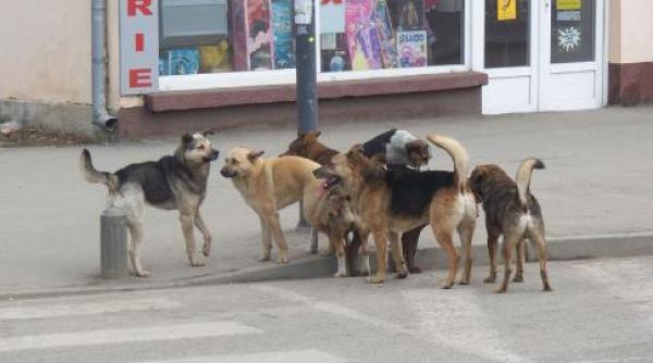 politia animalelor un proiect al lui tudor tim ionescu alde