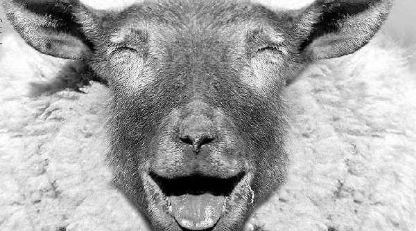 miori a vasului spion scufundat de oile romane ti