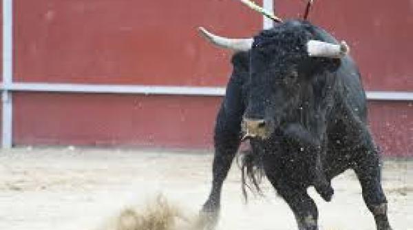 bancul zilei ce este un bou