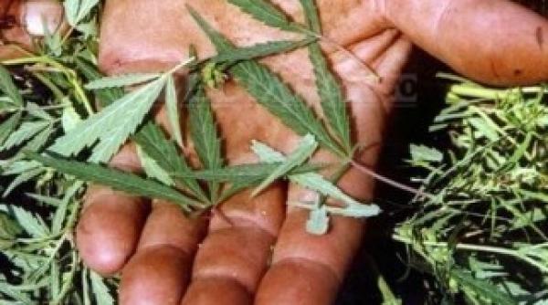 uruguay registru de eviden a pentru consumatorii de canabis