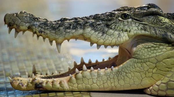 o feti a a scapat miraculos din gura unui aligator