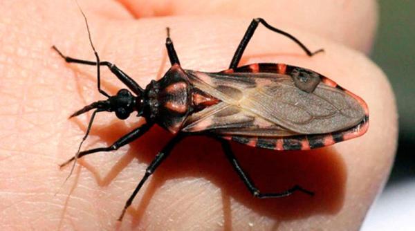 sida americilor in europa doar doua medicamente pentru sarutul mor ii cu multiple efecte adverse