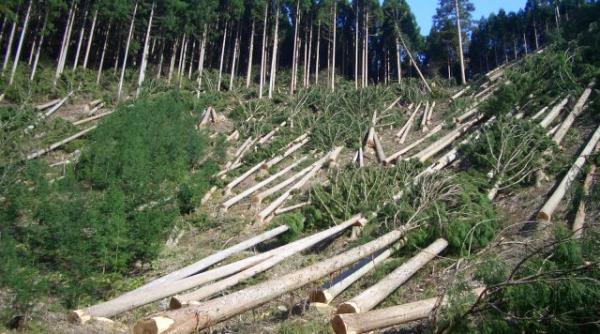 dezastru ecologic in romania 15 hectare de padure distruse