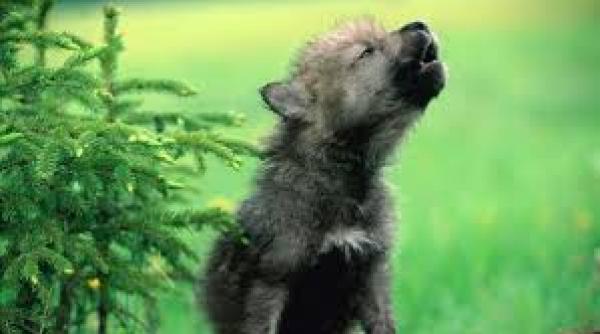 lup abandonat in parc poli ia poate da doar amenda