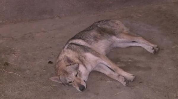 adevarul despre lupul scapat in parcul din craiova