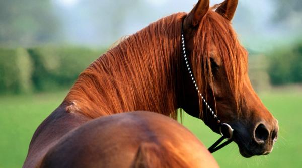 bancul zilei tata i fiu la o licita ie