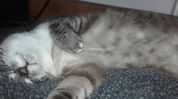 pisici la birou scapa de stres la munca