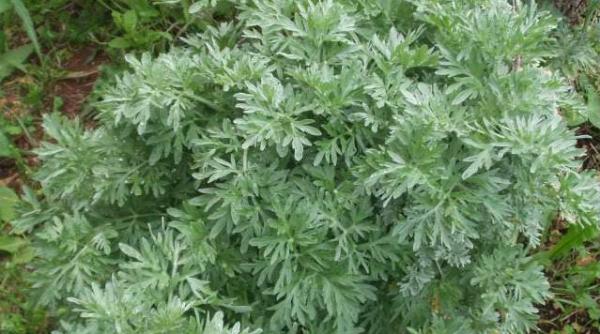 hepatita pelinul planta care te poate vindeca