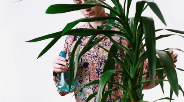 seeds a artistei larisa crunteanu la berlin