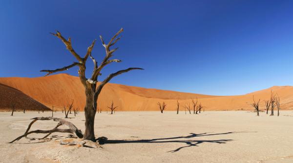 migran i mor i de sete in mijlocul de ertului