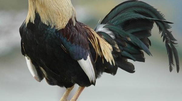 bancul zili ion i i vinde coco ul