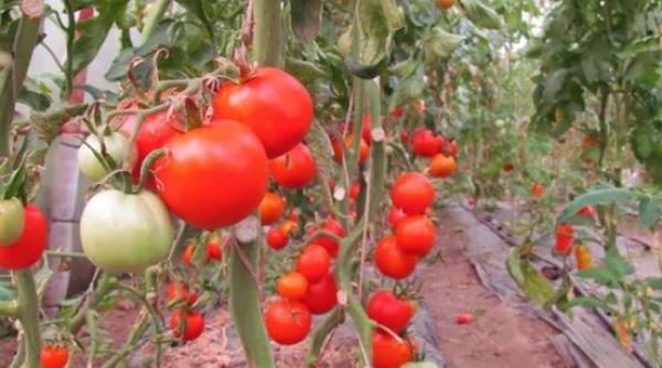 bancul zilei ion i maria mari agricultori