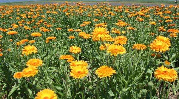 galbenelele planta minune pentru sanatate