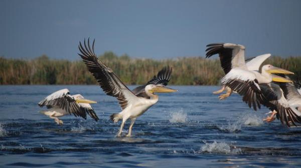 banca mondiala finan are pentru delta dunarii