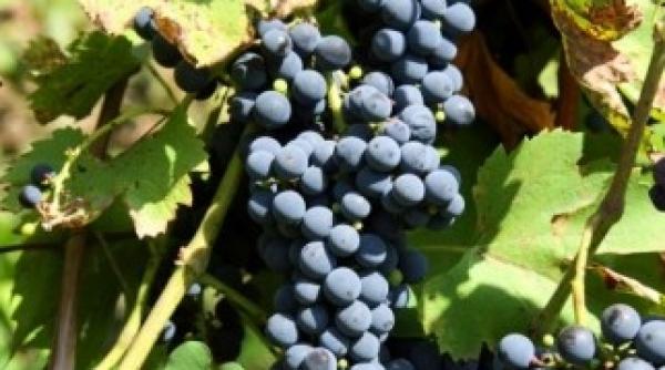 studiu sua trei alimente infometeaza cancerul