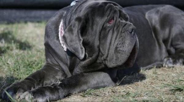 martha o femela de mastiff napoletan cel mai urat caine din lume