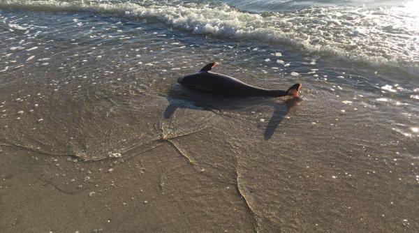 pui de delfin gasit mort in mamaia