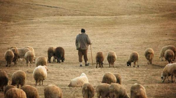 ciobani ataca i de urs la miercurea ciuc