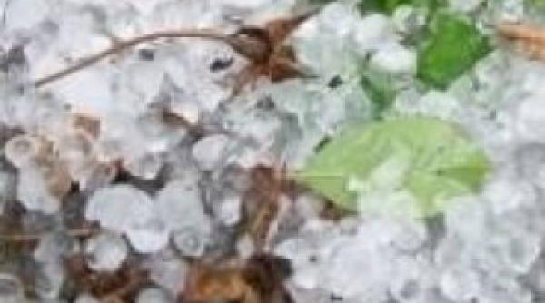 buzau mii de hectare de culturi agricole distruse de grindina