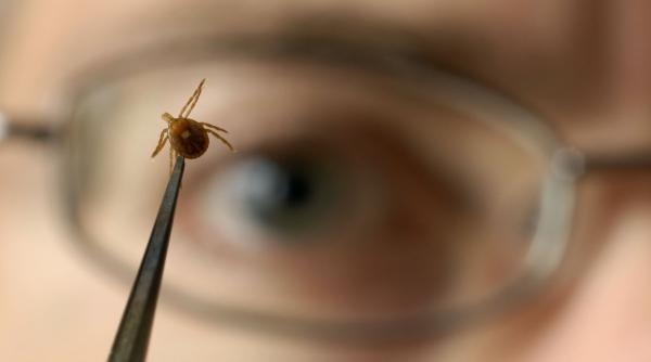 boala lyme nou vaccin descoperit
