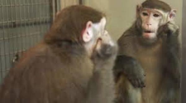 cladire guvernamentala invadata de maimu e