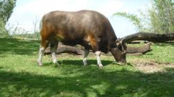 bancul zilei rela ii conjugale