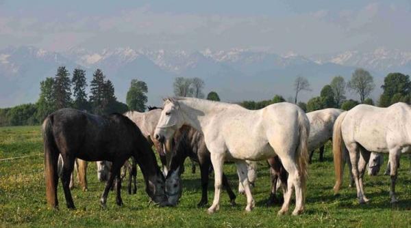 nicu ceau escu acuza ii de sida in belgia discriminare la adresa romanilor blocaj total