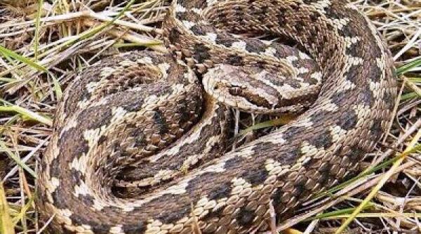 o persoana a fost mu cata de o vipera s a intervenit cu elicopterul