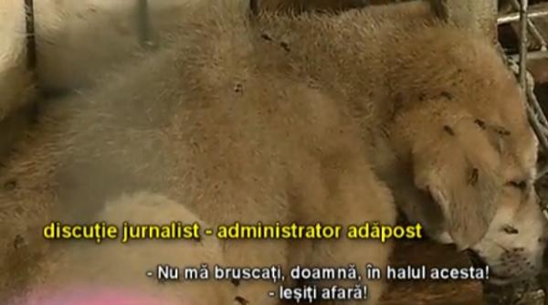adapost de caini ovidiu momente de groaza jurnalist amenintat