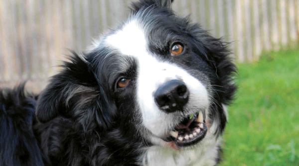 canicula resim ita i de animale cum le po i ajuta medic veterinar sfaturi pre ioase