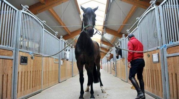 ave i animale cum le pute i ajuta pe timp de canicula