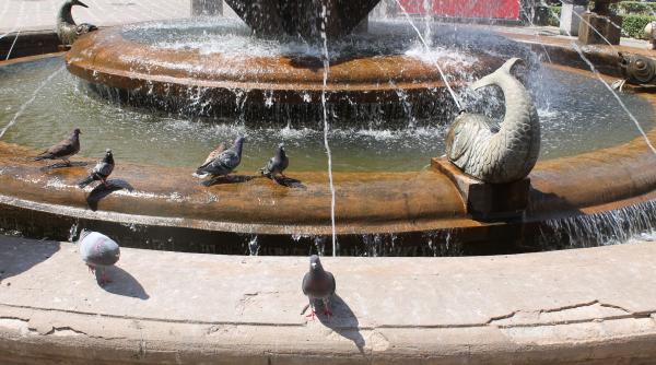 anm de la cod ro u de canicula la furtuni violente