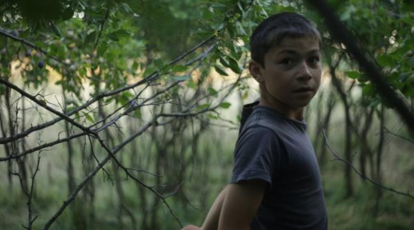 wild berries cel mai bun documentar aristoteles workshop 2017