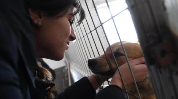 eutanasiere caini fpam victorie uria a ob inuta in instan a