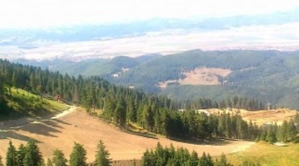 un turist a fost atacat de o haita de caini in apropiere de baile herculane