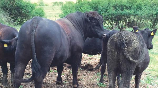 bancul zilei obiceiuri de la tara