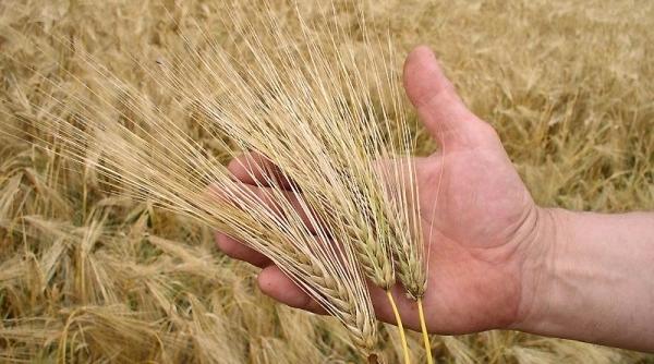 produc ie de grau romania nou record pentru ara noastra petre daea produc ie istorica