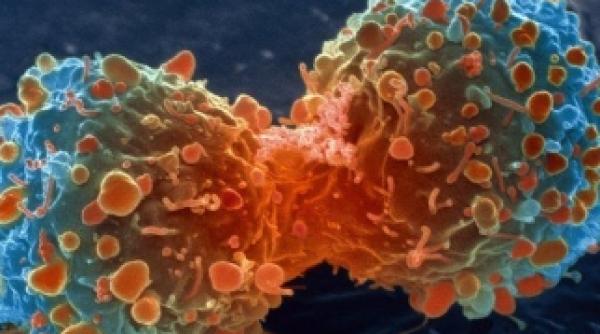 cancer la ce concluzie au ajuns cercetatorii