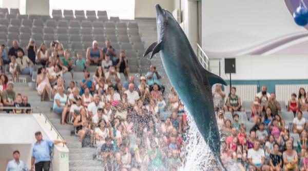 delfinariu constan a probleme pentru delfini dupa incidentul de sambata